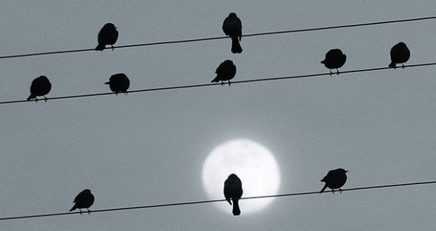 10 birds in a line